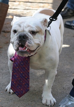 bulldog wearing a tie
