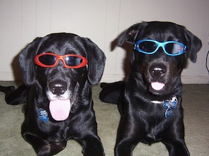 dogs wearing sunglasses