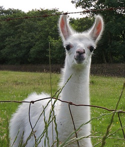 Curious llama Curious llama