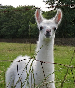 Curious llama